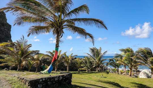 Vue de Macouba avec un Palmier